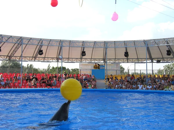 Show with dolphins in delphinariums — Stock Photo, Image