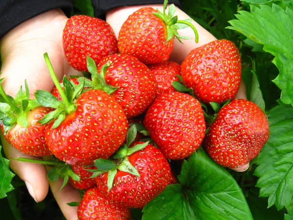 Palmen voller Erdbeeren — Stockfoto