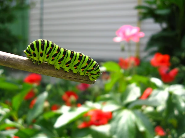 Oruga de la mariposa machaon en el palo —  Fotos de Stock