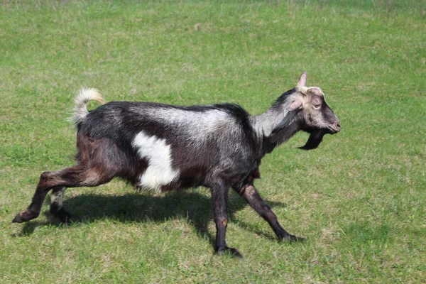 Goat running on a pasture — Stock Photo, Image