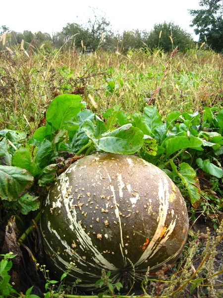 Ripe grey pumpkin in kithen garden — Stock Photo, Image