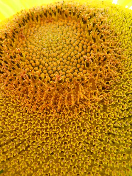 Surface of beautiful yellow sunflower — Stock Photo, Image