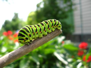 Kelebek machaon Stick Caterpillar