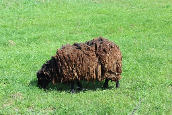 Ovelhas que pastam em uma grama — Fotografia de Stock