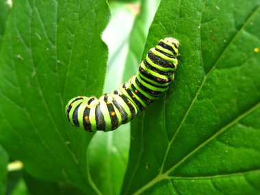 tırtıl kelebek machaon yaprak üzerinde