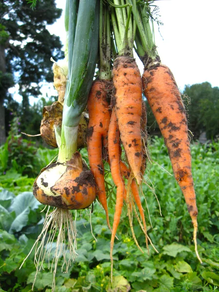 Bouquet de carottes et poireaux arrachés — Photo