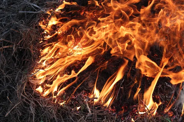 Chama inflamando na grama — Fotografia de Stock