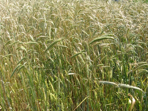 Spikelets of the wheat — Stock Photo, Image