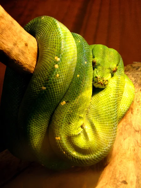 绿色隐藏的蟒蛇在树枝上 — 图库照片