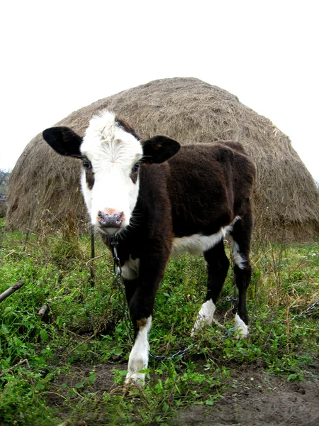 Petit veau près d'une botte de foin — Photo