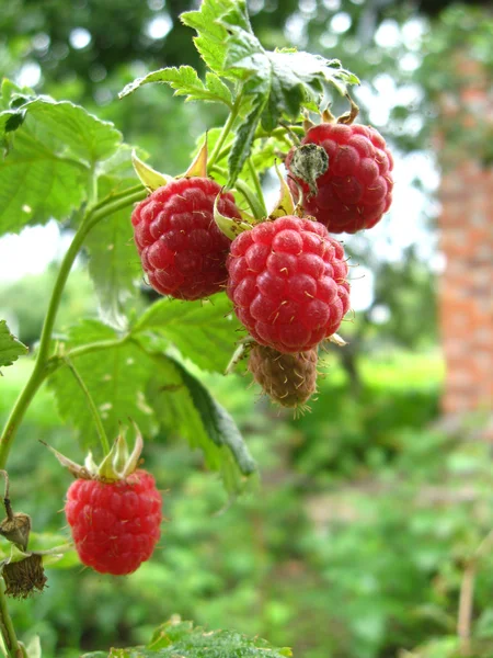 Bacche rosse di lampone — Foto Stock