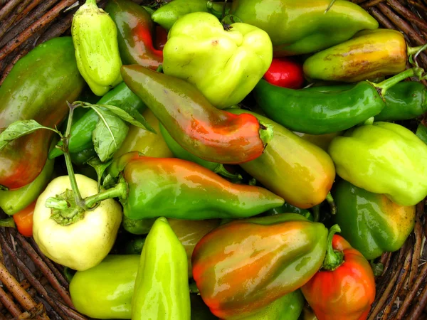 Skörd av flerfärgad bulgariska peppar — Stockfoto