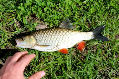 beautiful caught fish chub and a hand clipart