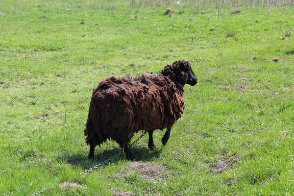 Sheep grazing on a grass — Stock Photo, Image