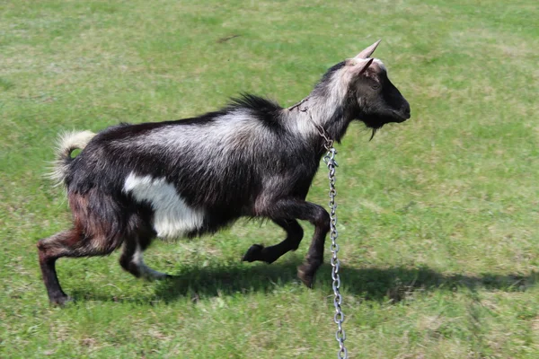 Goat running on a pasture — Stock Photo, Image
