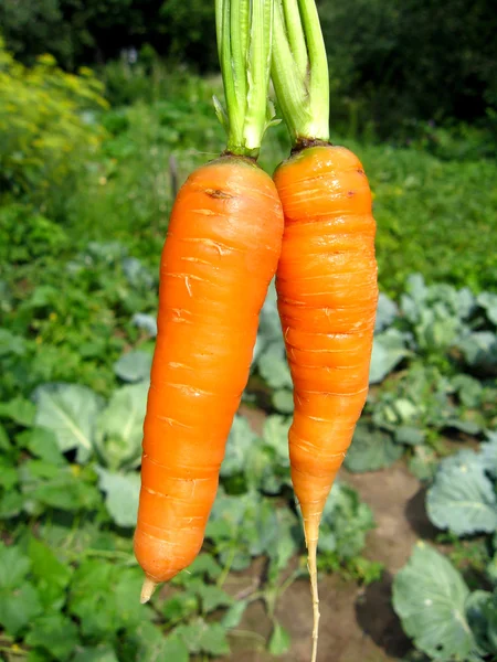 Montón de zanahorias extraídas — Foto de Stock