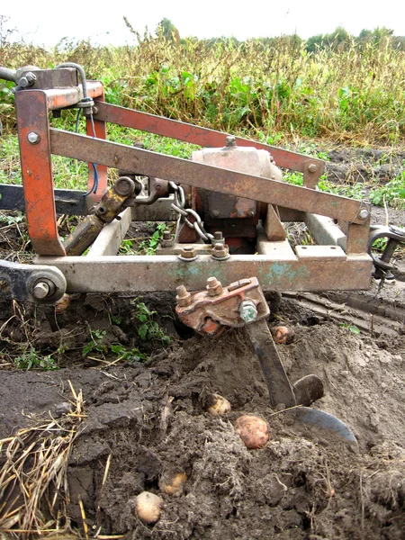 Process of harvesting of a potato — Stock Photo, Image