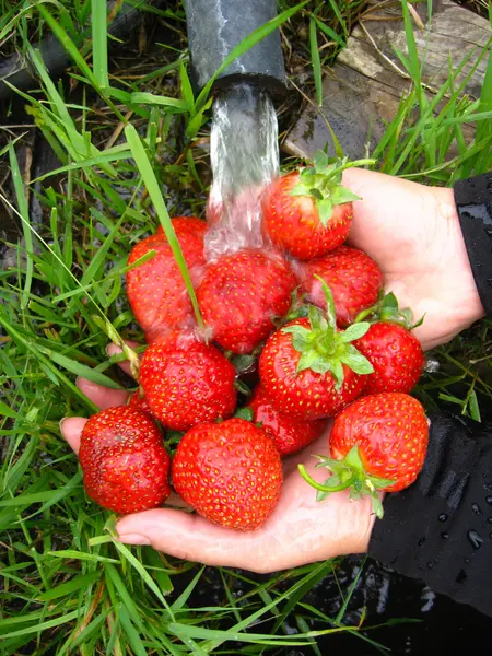 洗涤的新鲜草莓 — 图库照片