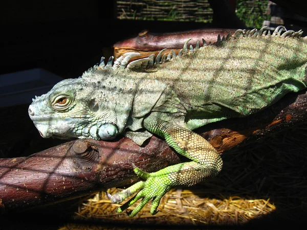 Iguana verde grande en el zoológico — Foto de Stock