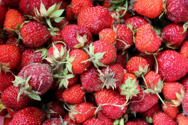 成熟的草莓一套 — 图库照片