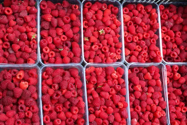 Red berries of raspberry — Stock Photo, Image
