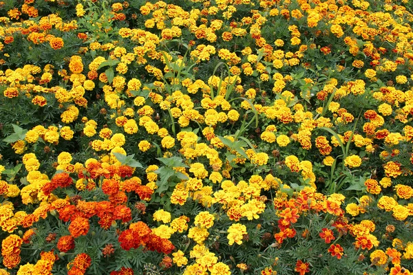 Hermosa flor de tagetes y muchos otros — Foto de Stock