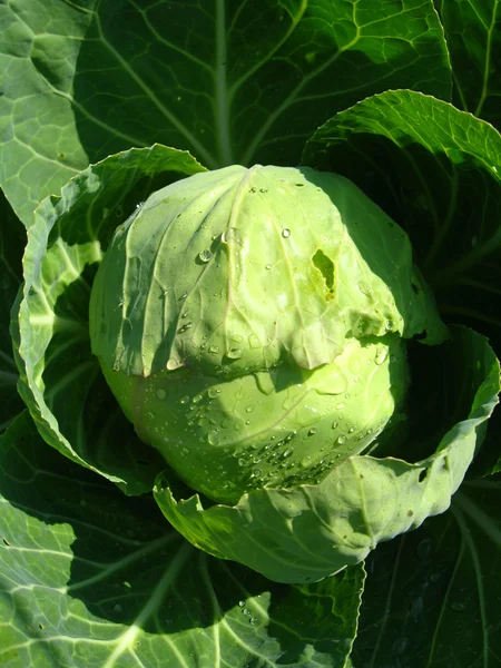 Big head of green cabbage Stock Photo