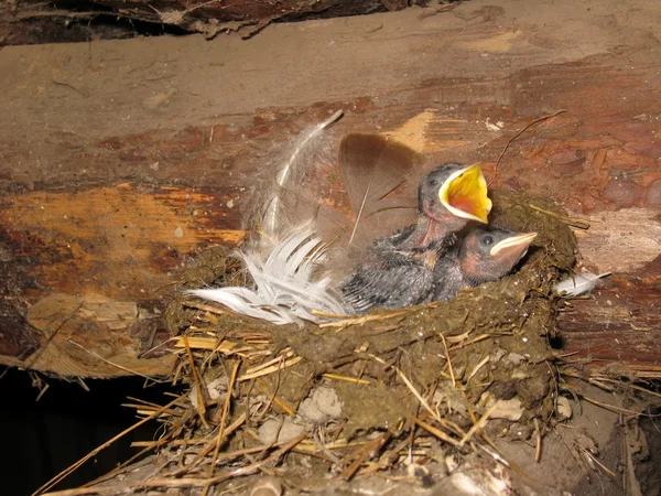 Гнездо ласточки с птенцами — стоковое фото