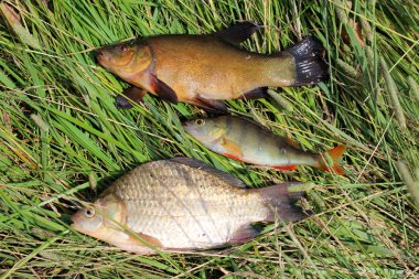 yakalanan balıkların Kadife balığı, levrek ve havuz