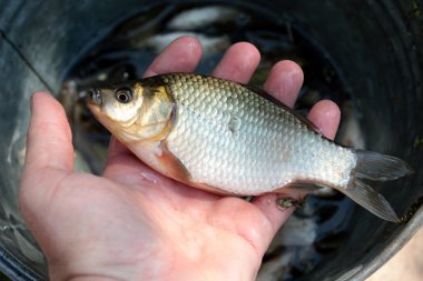 Caught big crucian in hand clipart