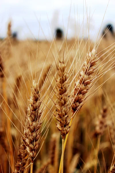 麦の穂 — ストック写真