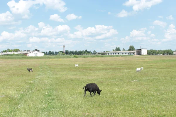 Деякі вівці пасуться на траві — стокове фото