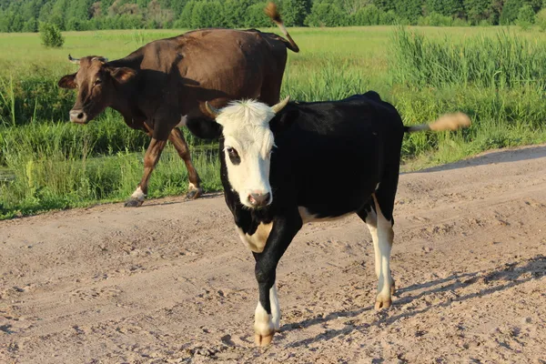 Vaches revenant des pâturages — Photo