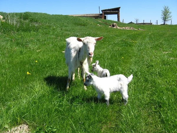 Koza a děti běží na pastvinách — Stock fotografie