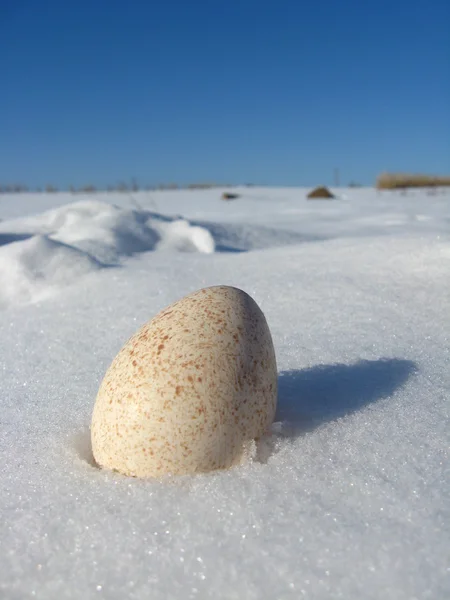 Яйцо индейки лежит на снегу — стоковое фото