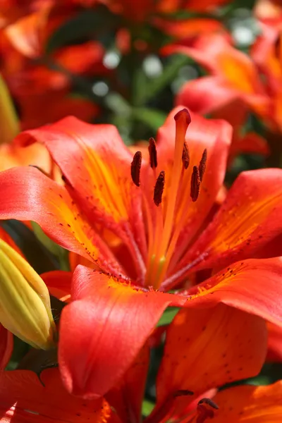 Grande lírio bonito vermelho — Fotografia de Stock