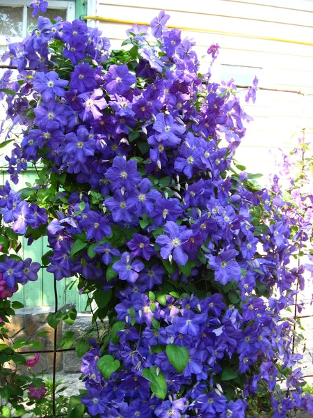 Bellissimi fiori blu di clematide — Foto Stock