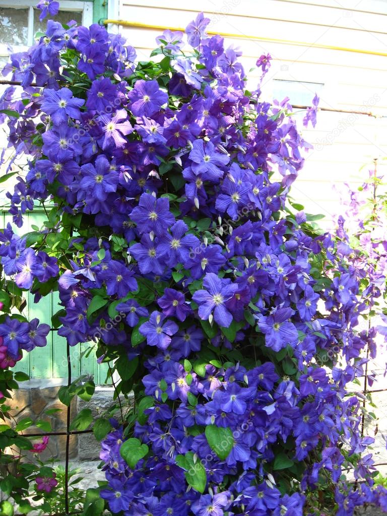 beautiful blue flowers of clematis