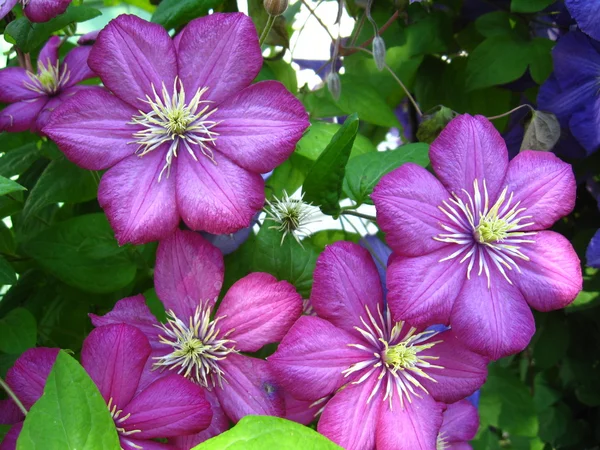 Mooie lila bloemen van clematis — Stockfoto