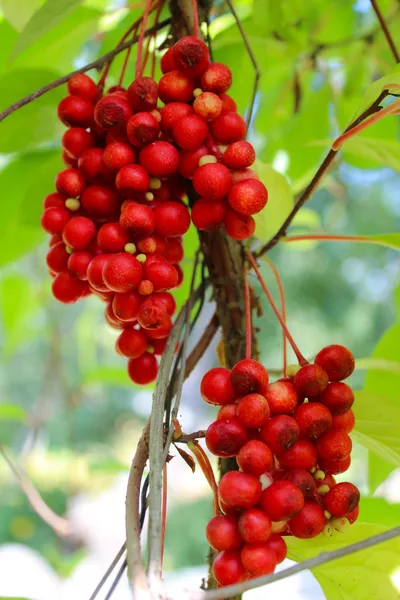 Branch of red ripe schizandra — Stock Photo, Image