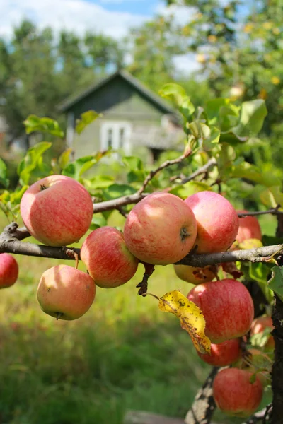 非常美味和成熟的苹果 — 图库照片