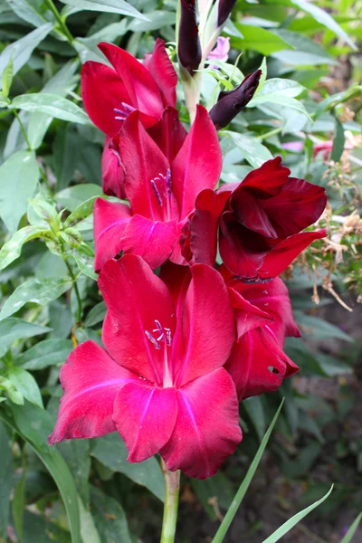 Красива квітка гладіолуса — стокове фото