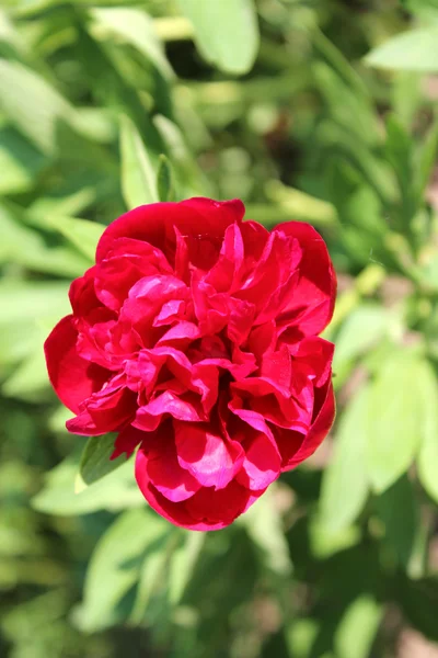 Peony red and beautiful — Stock Photo, Image