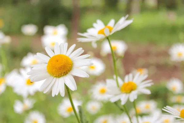 花壇の美しい白鎮静 — ストック写真