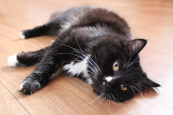 Gato negro acostado en el suelo — Foto de Stock