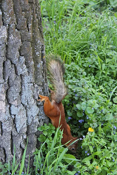 Esquilo nos arbustos verdes no parque — Fotografia de Stock