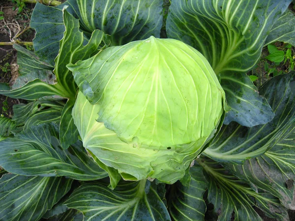 Μεγάλο κεφάλι της πράσινο λάχανο — Φωτογραφία Αρχείου