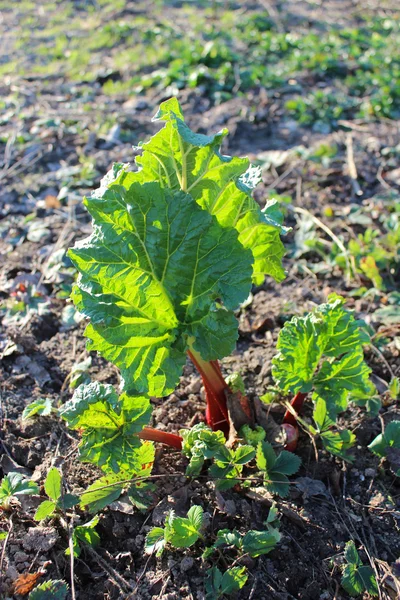 Young sprout of a rhubarb in the spring — Stock Photo, Image