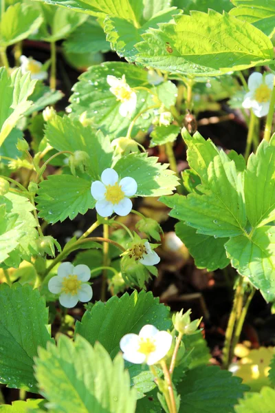 Schöne Blüte der Walderdbeere — Stockfoto