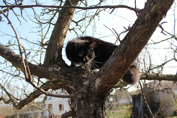 Schwarze Katze klettert auf den Baum — Stockfoto